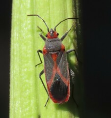 Caenocoris nerii
