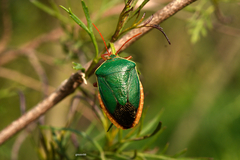 Edessa rufomarginata