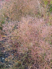 Limonium carolinianum
