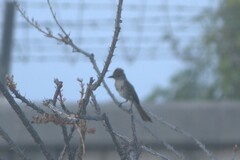 Myiarchus