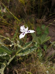 Moraea barkerae