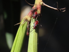 Caenocoris nerii