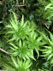 Sphagnum squarrosum