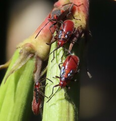 Caenocoris nerii