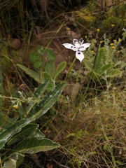 Moraea barkerae