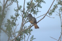 Myiarchus