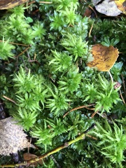 Sphagnum squarrosum