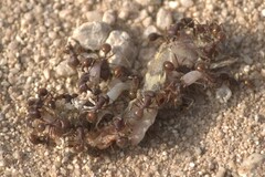 Pogonomyrmex barbatus