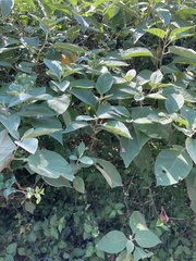 Solanum erianthum