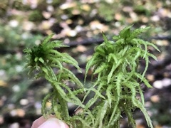 Sphagnum squarrosum