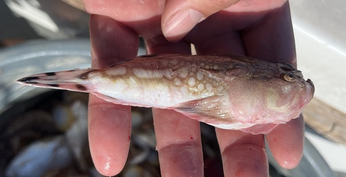 Lancer stargazer (Kathetostoma albigutta) — Uranoscopidae — 5