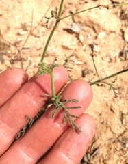 Pelargonium senecioides