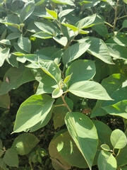 Solanum erianthum