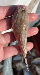 Kathetostoma albigutta