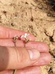 Pelargonium senecioides