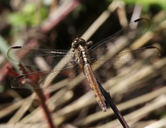 Erythrodiplax umbrata