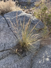 Aristida purpurea