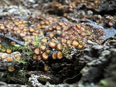 Scutellinia erinaceus