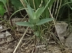 Asclepias ovalifolia