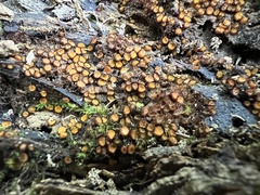 Scutellinia erinaceus