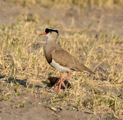 Vanellus coronatus