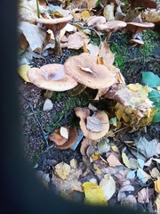 Armillaria cepistipes