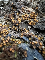 Scutellinia erinaceus