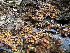 Scutellinia erinaceus