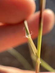 Aristida purpurea
