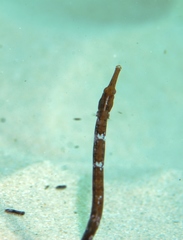 Syngnathidae
