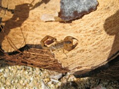 Centruroides griseus