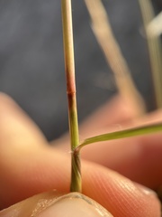 Aristida purpurea