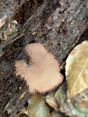 Helvella macropus