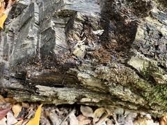 Scutellinia erinaceus