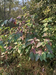 Cornus alba