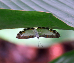 Nymphidium trinidadi