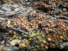 Scutellinia erinaceus