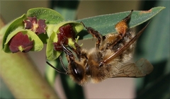 Andrena nigroaenea