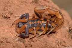 Uroplectes triangulifer