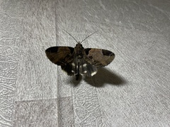 Ercheia