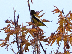 Coccothraustes vespertinus