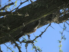 Leptasthenura aegithaloides