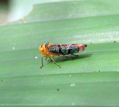 Amblyscarta invenusta