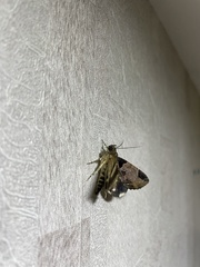 Ercheia