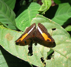 Adelpha boeotia