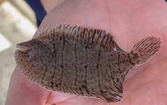 Trinectes maculatus