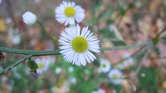 Erigeron annuus