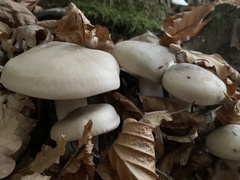 Clitocybe nebularis