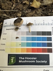 Psathyrella microrhiza