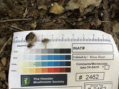 Psathyrella microrhiza